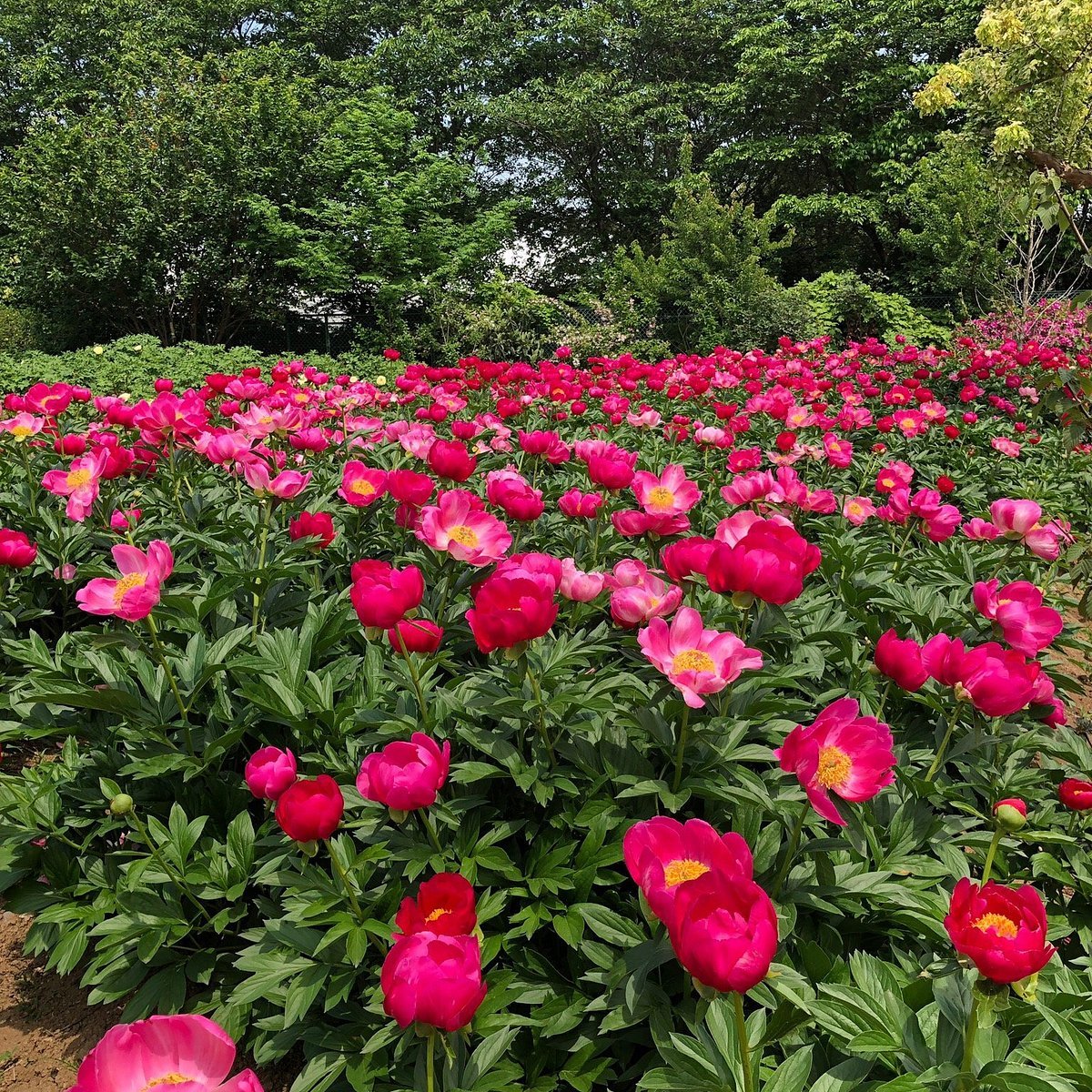 🌸 츠쿠바 모란 정원(쓰쿠바 보탄엔) 이미지 3